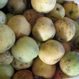 Found Fruit – Wild Apple Picking in the City Image